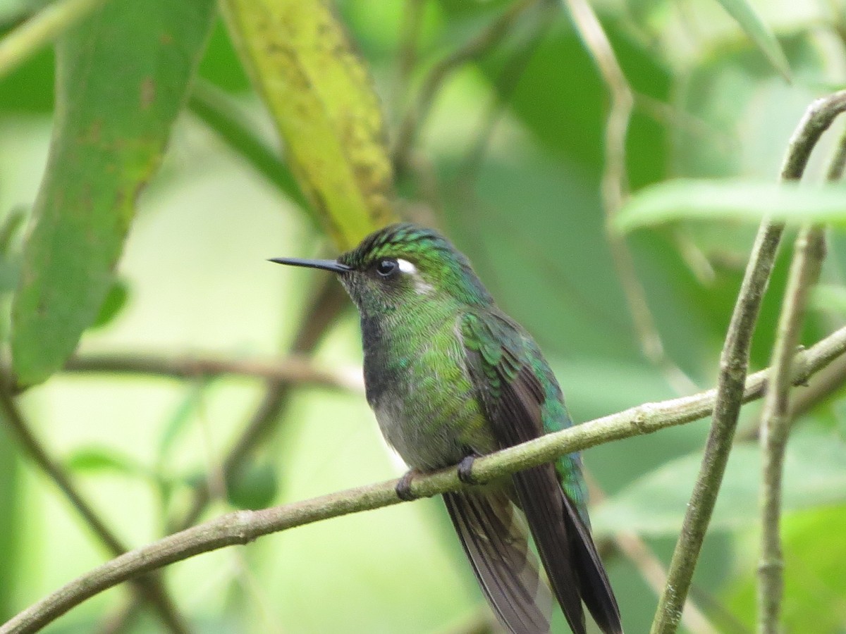 Emerald-chinned Hummingbird - ML46800741