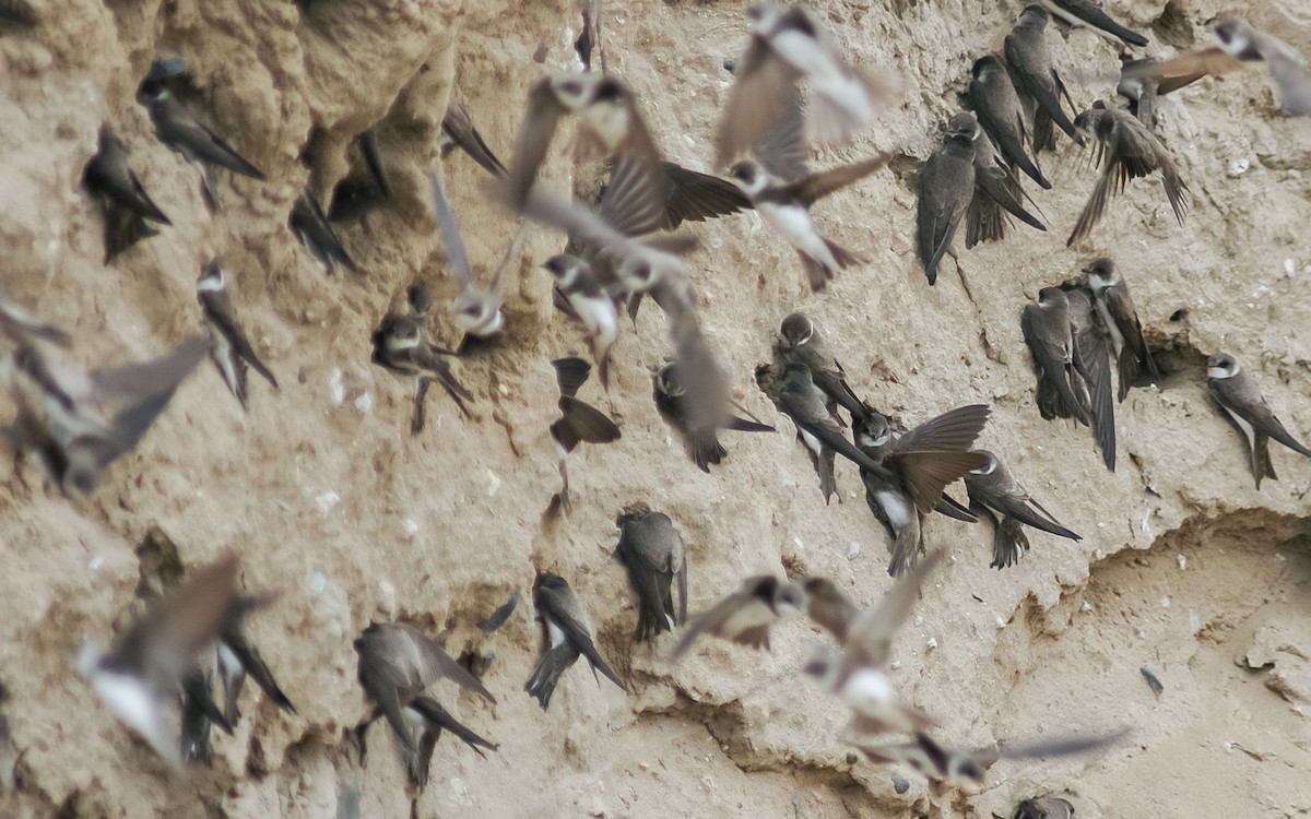 Pale Sand Martin - Peter Kennerley
