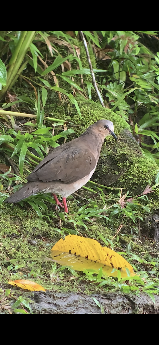 Gray-fronted Dove - ML468013421