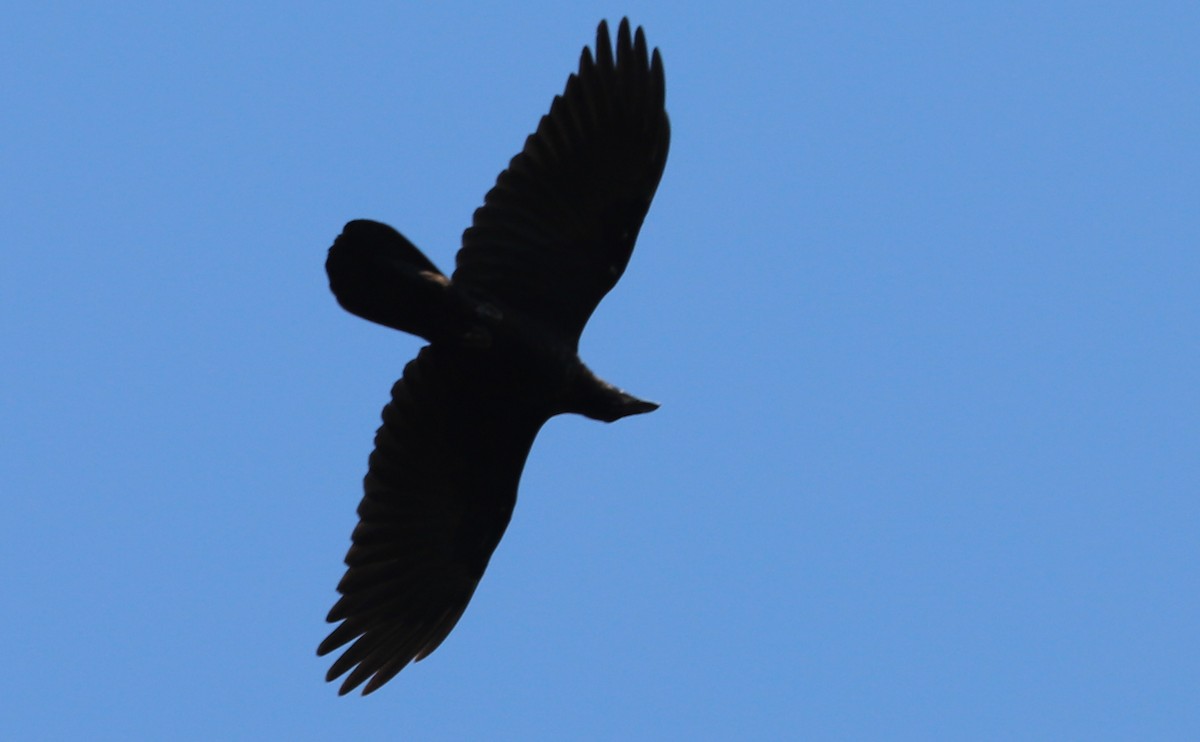 Common Raven - ML468018001