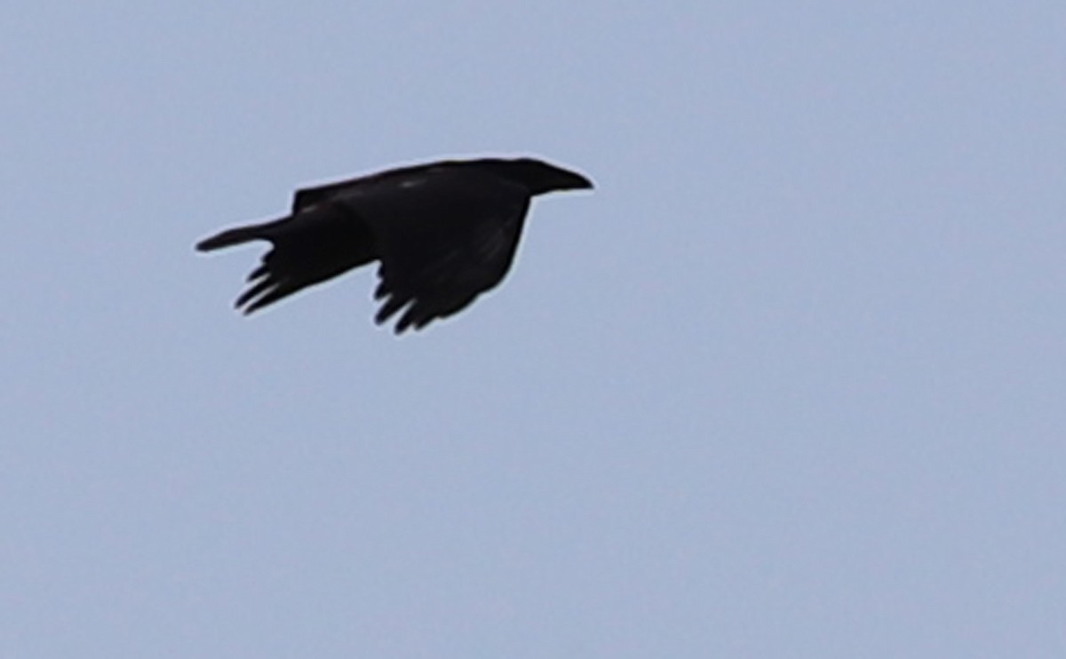 Common Raven - ML468018041