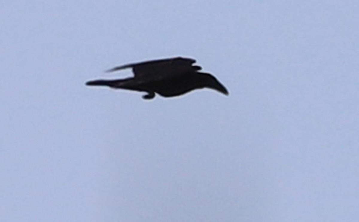 Common Raven - ML468018151