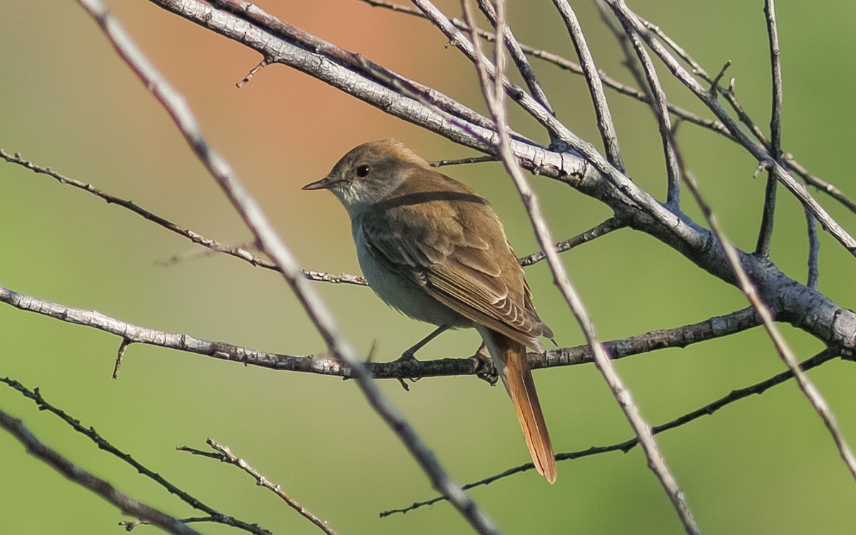 Common Nightingale (golzii) - ML468019741