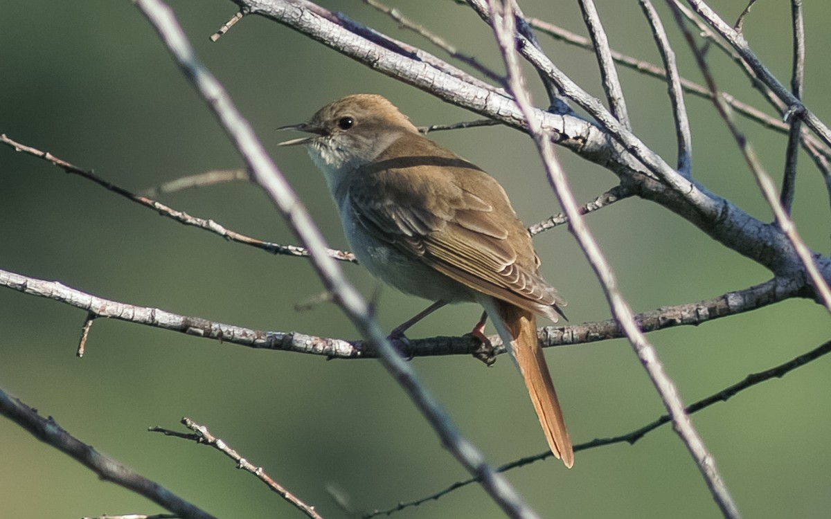 Common Nightingale (golzii) - ML468019911