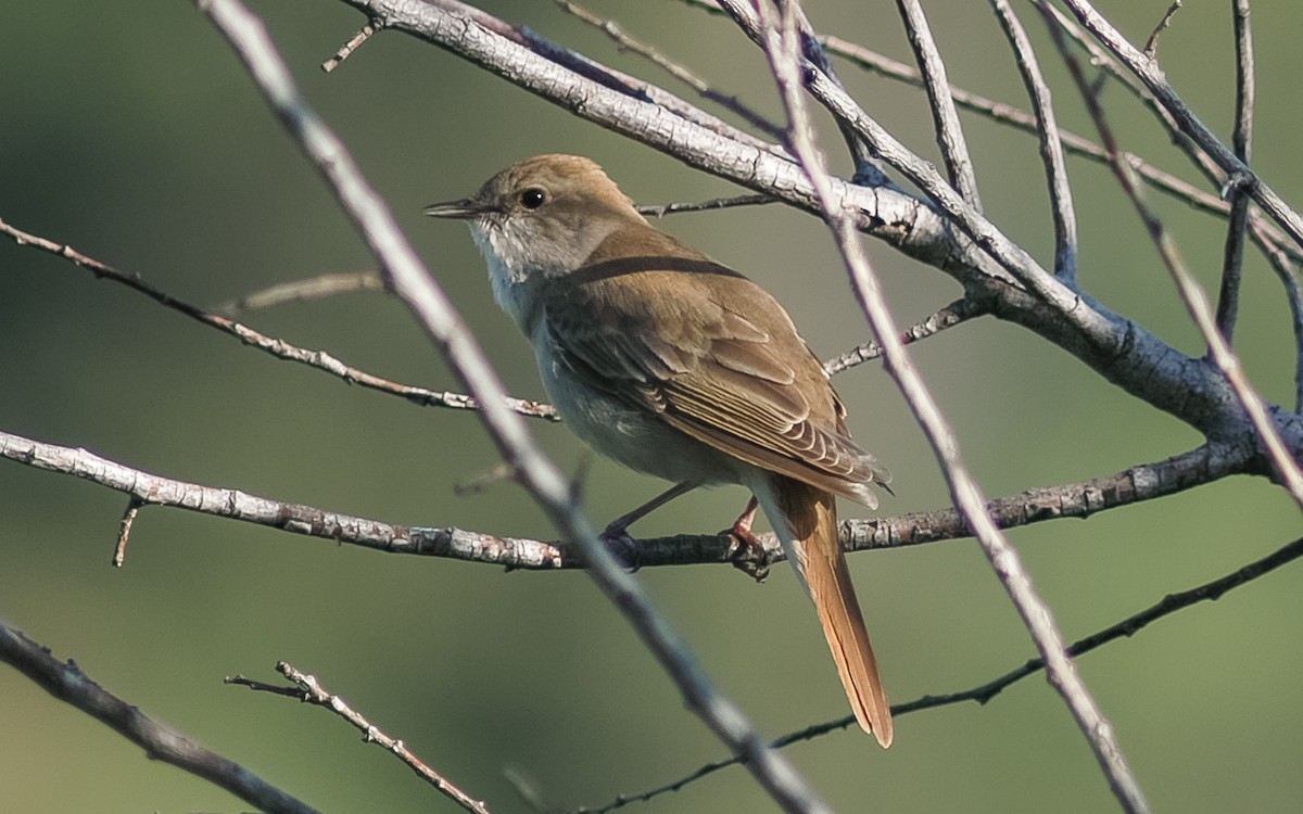 Common Nightingale (golzii) - ML468019941