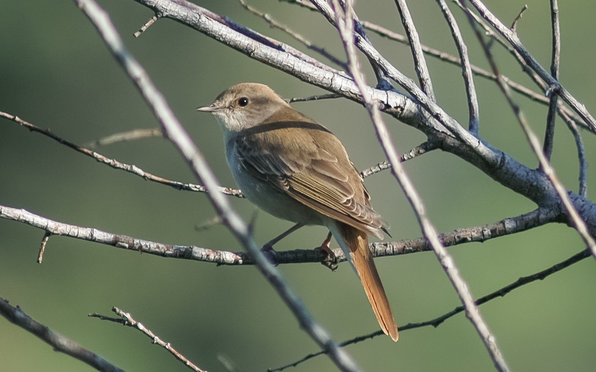 Common Nightingale (golzii) - ML468020011