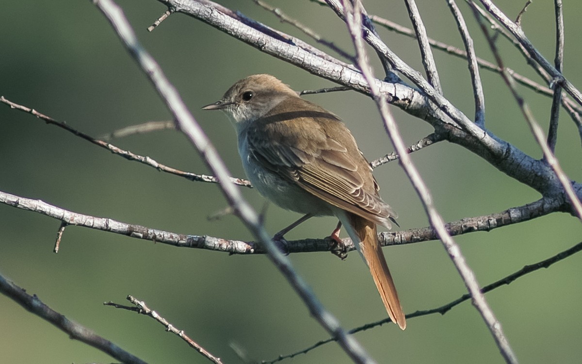 Common Nightingale (golzii) - ML468020031