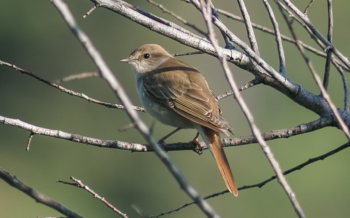Common Nightingale (golzii) - ML468020041