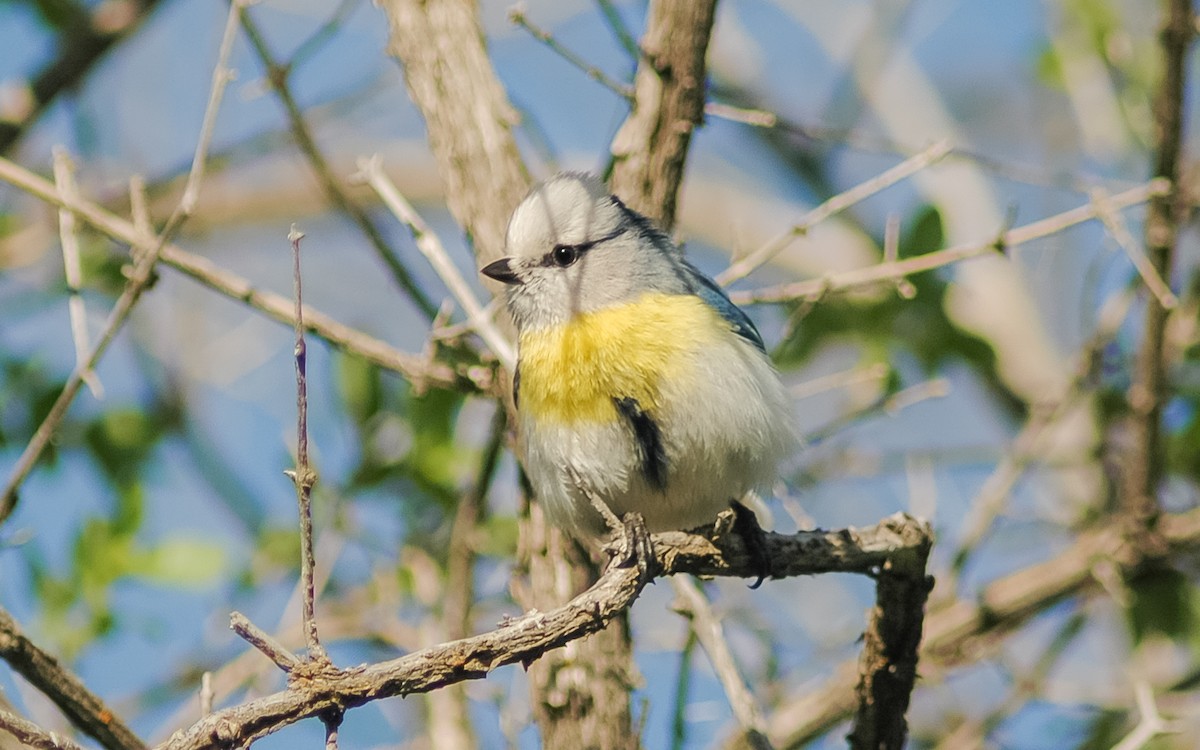 Azure Tit (Yellow-breasted) - ML468020121