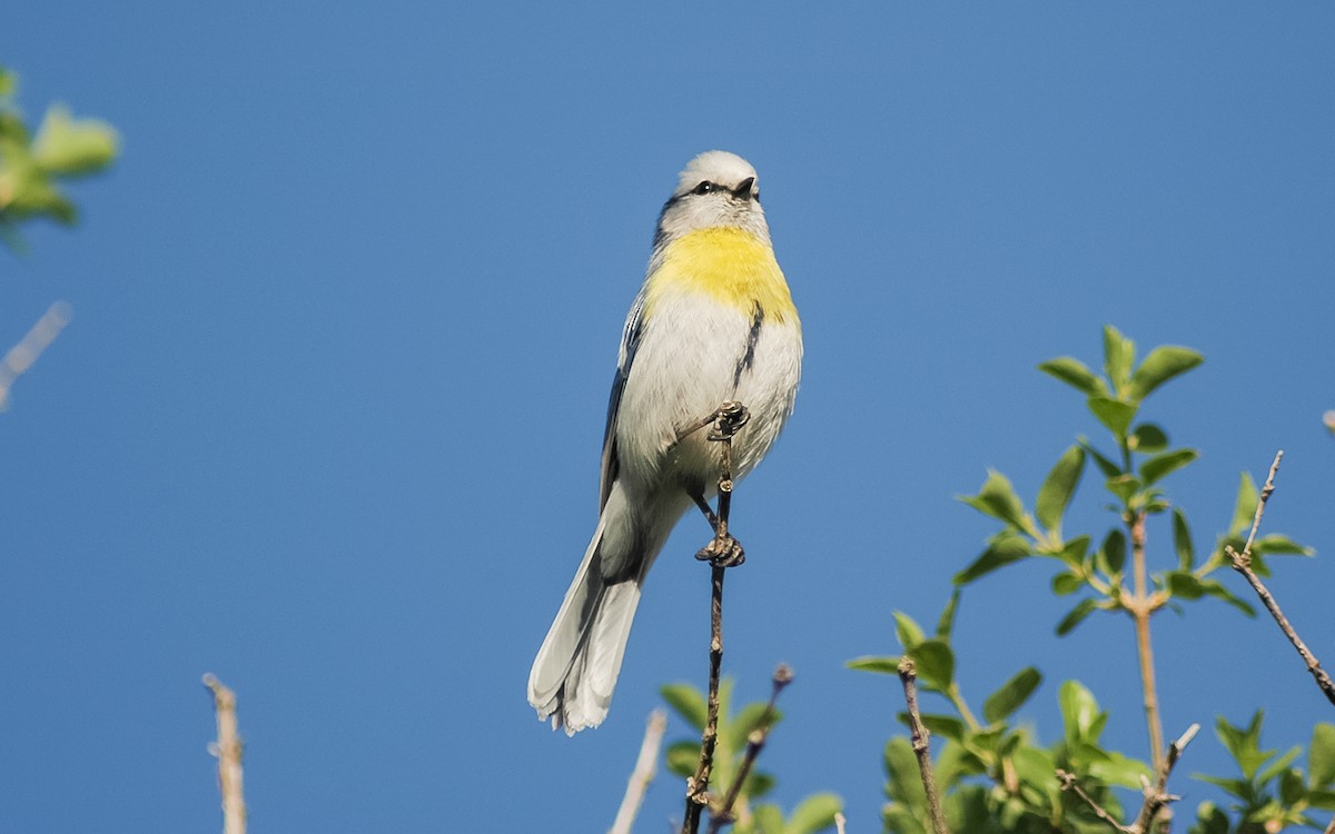 Azure Tit (Yellow-breasted) - ML468020251