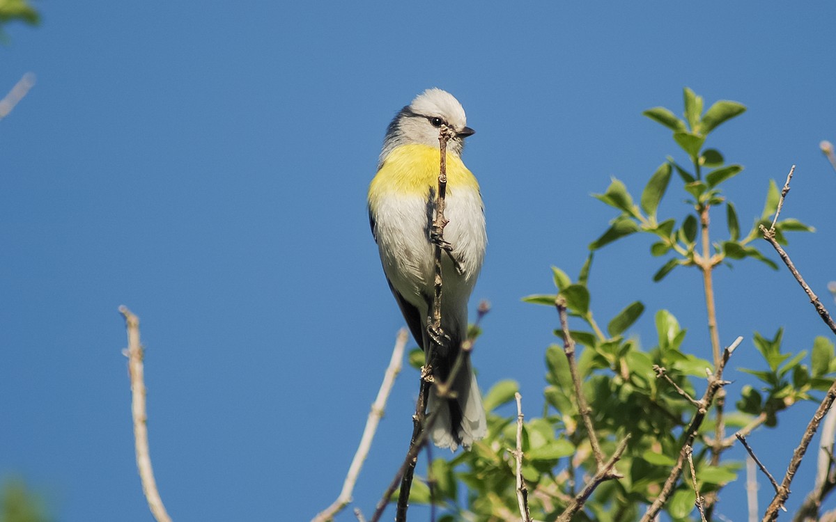 Azure Tit (Yellow-breasted) - ML468020261
