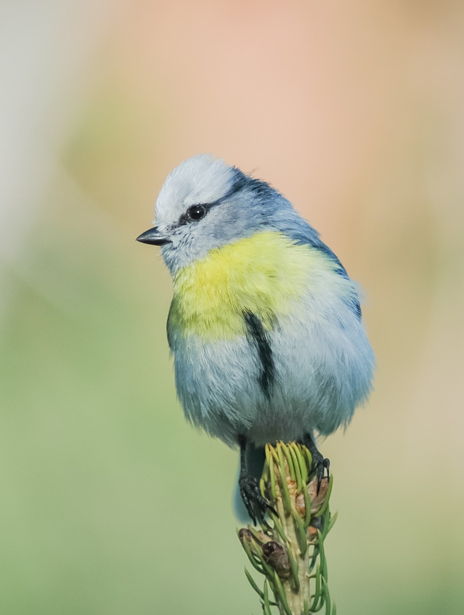 Azure Tit (Yellow-breasted) - ML468020501