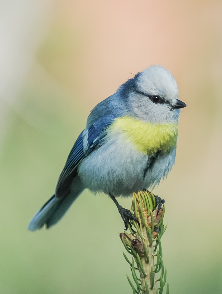 Azure Tit (Yellow-breasted) - ML468020571