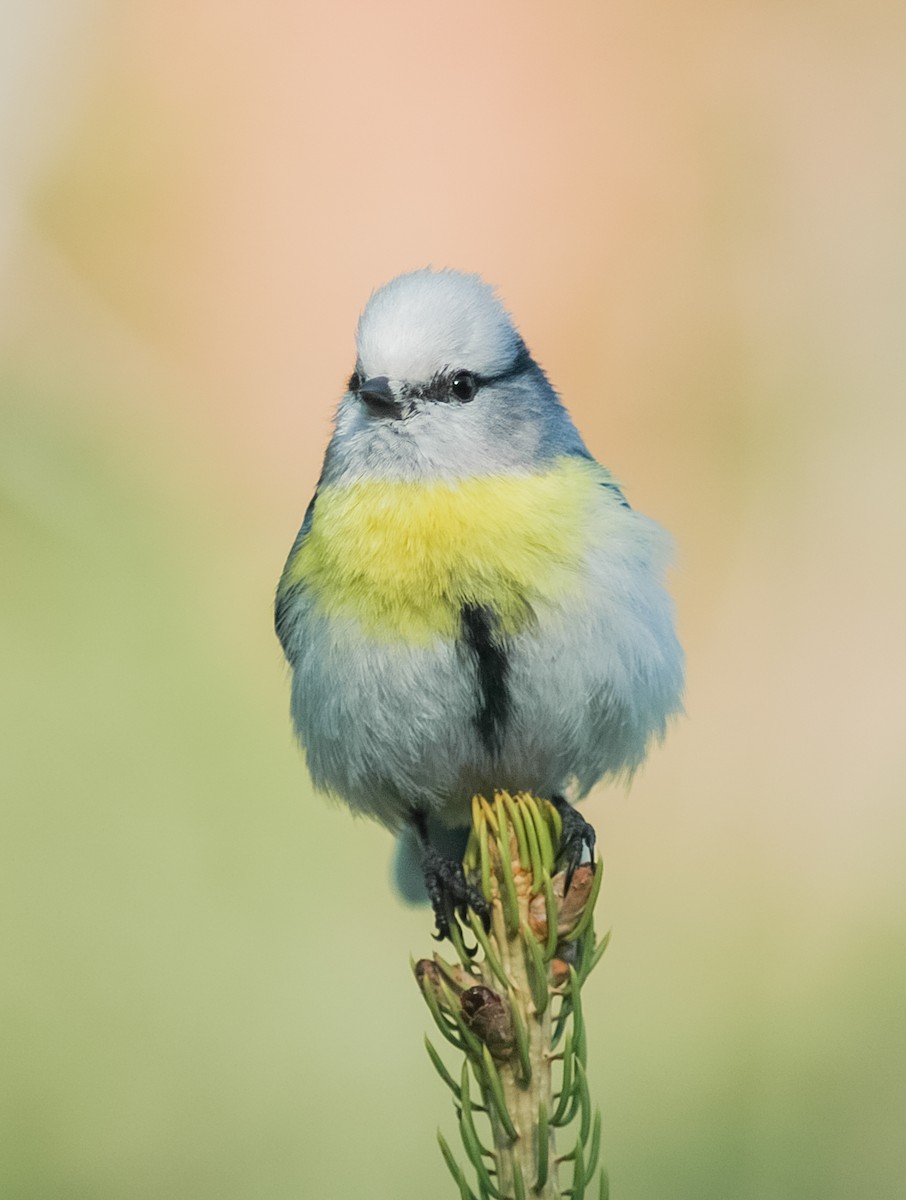 Azure Tit (Yellow-breasted) - ML468020841