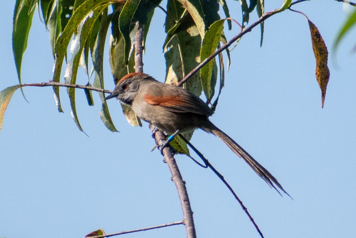 Silvery-throated Spinetail - Sarah M