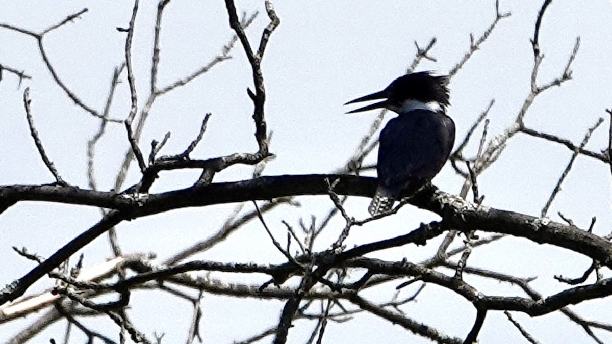 Belted Kingfisher - ML468032731