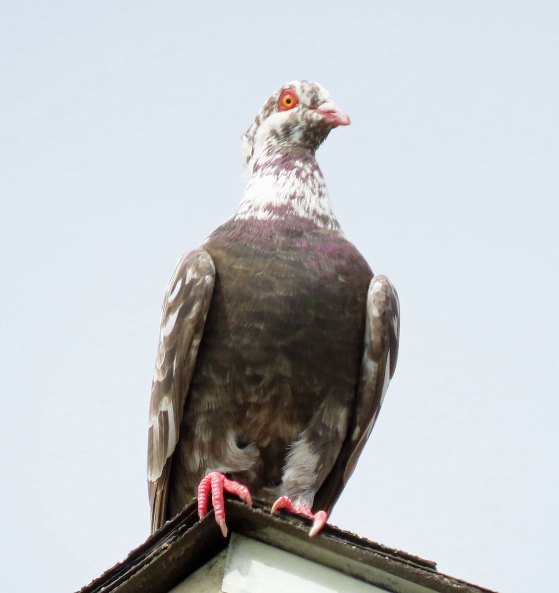 Rock Pigeon (Feral Pigeon) - ML468043551
