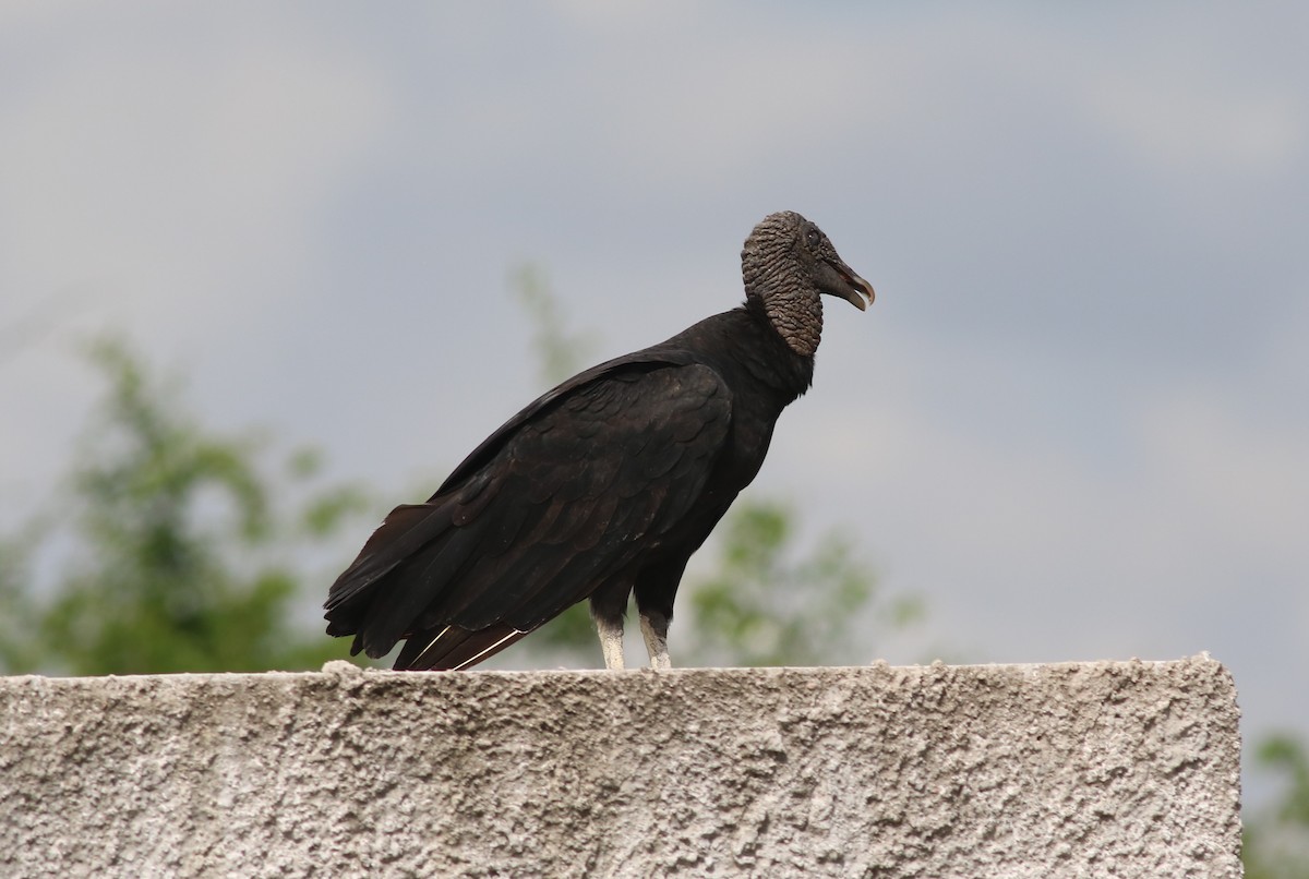 Black Vulture - ML468046431
