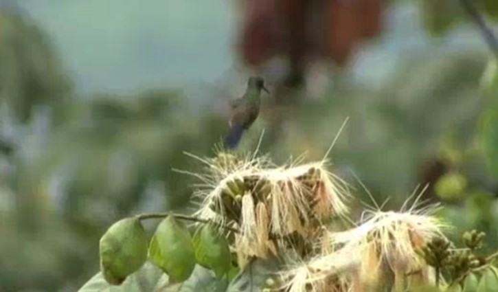 Blue-tailed Hummingbird - ML468047371
