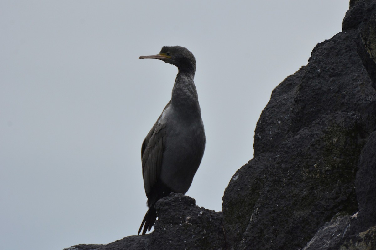 Spotted Shag - ML46804981
