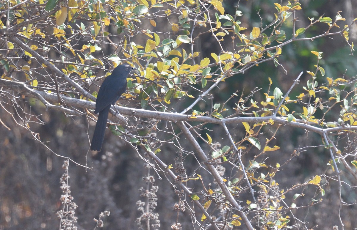 Western Square-tailed Drongo - ML468051821