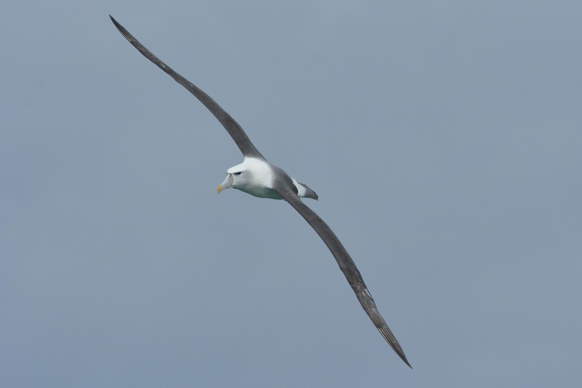 White-capped Albatross - ML46805651