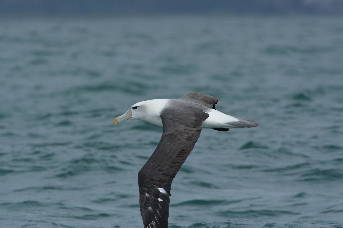 White-capped Albatross - Christopher Stephens