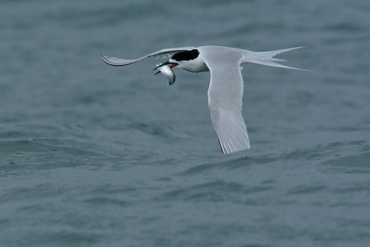 White-fronted Tern - ML46805791