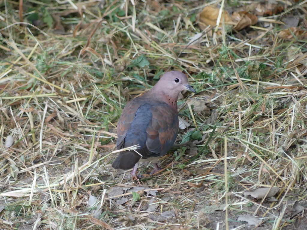 Laughing Dove - ML468062101