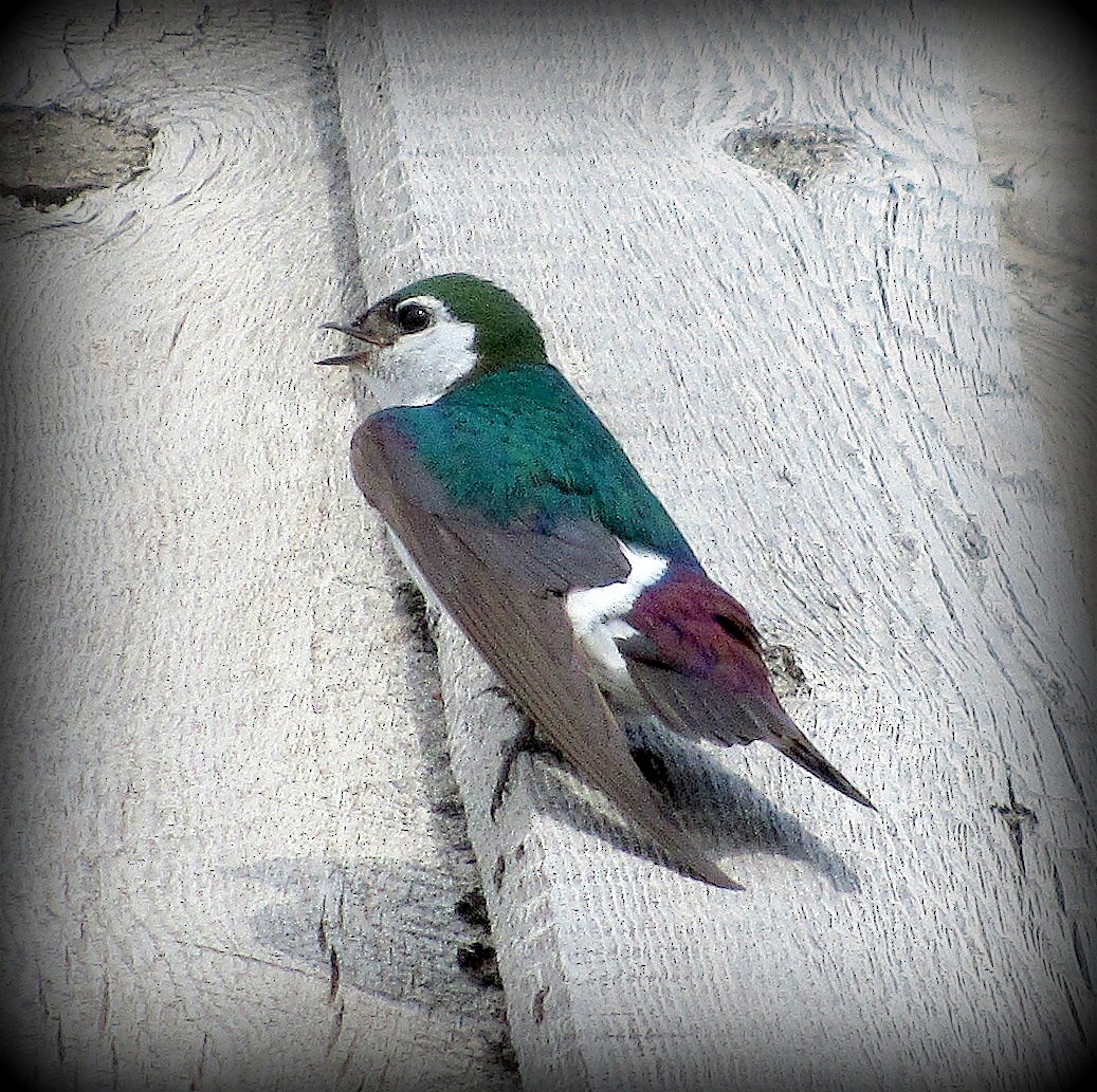 Violet-green Swallow - ML468069991