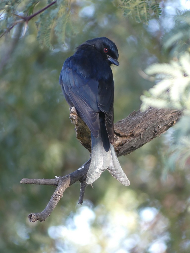 Fork-tailed Drongo (Clancey's) - ML468074101