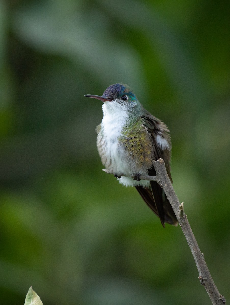 Azure-crowned Hummingbird - Daniel Mérida
