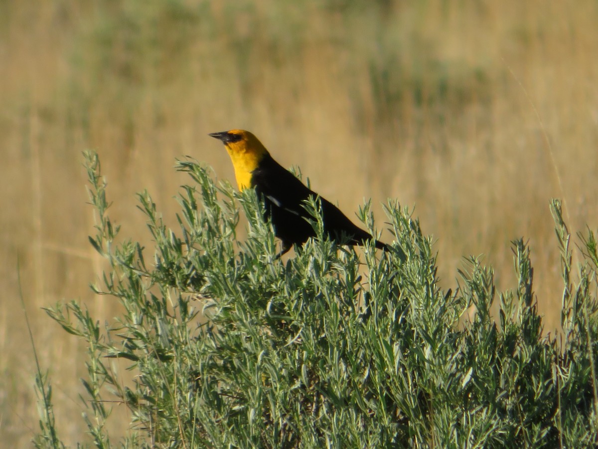 Yellow-headed Blackbird - ML468100691