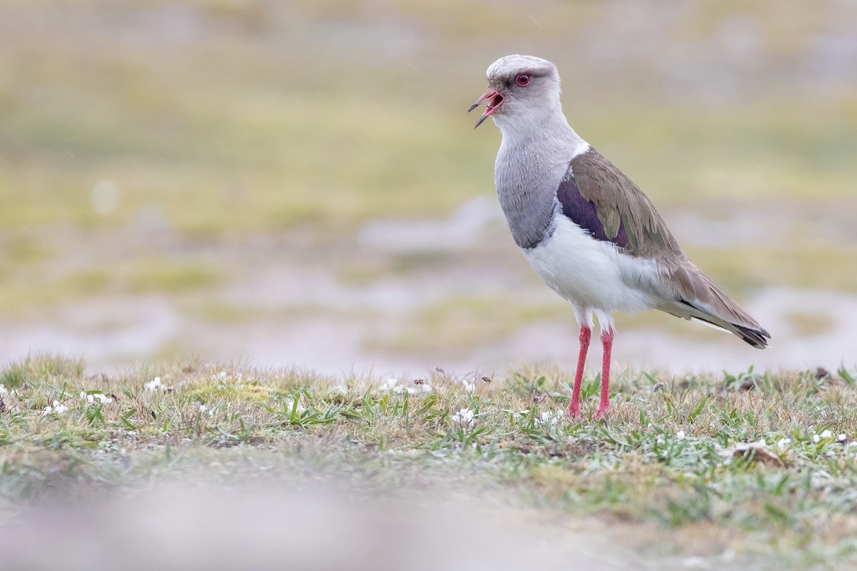Andean Lapwing - ML468105841