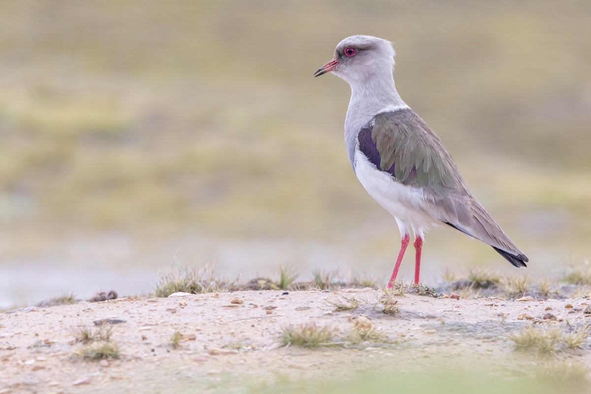 Andean Lapwing - ML468105851