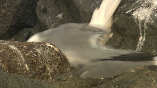 Herring Gull (American) - ML468109