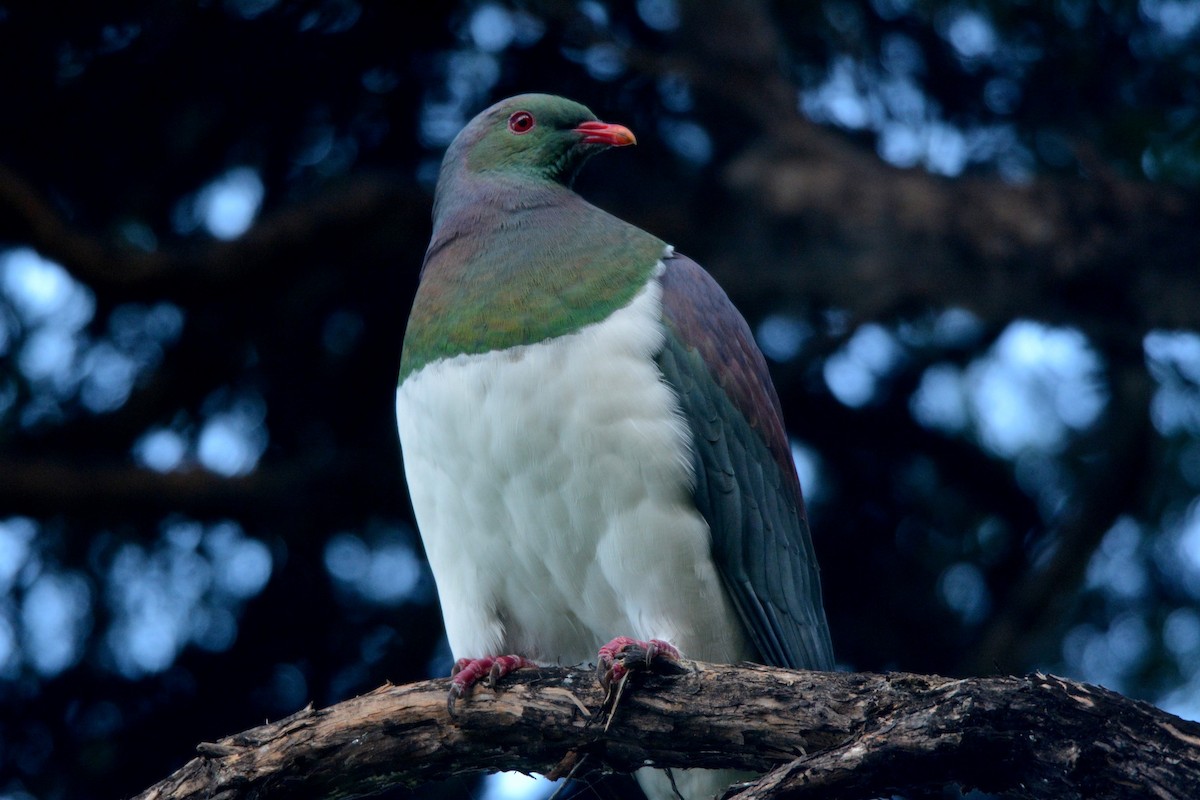 New Zealand Pigeon - ML46810911