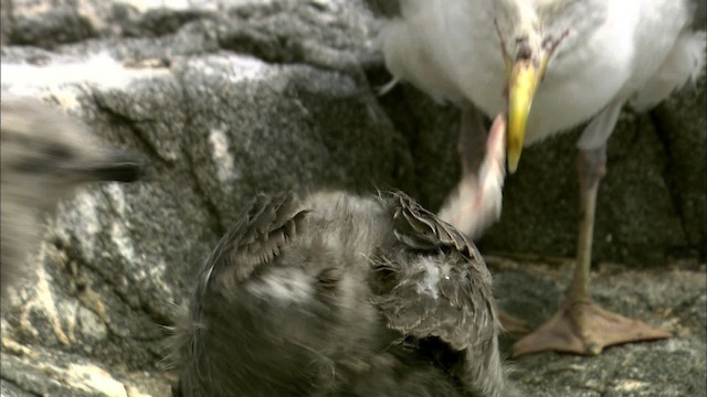 Herring Gull (American) - ML468118