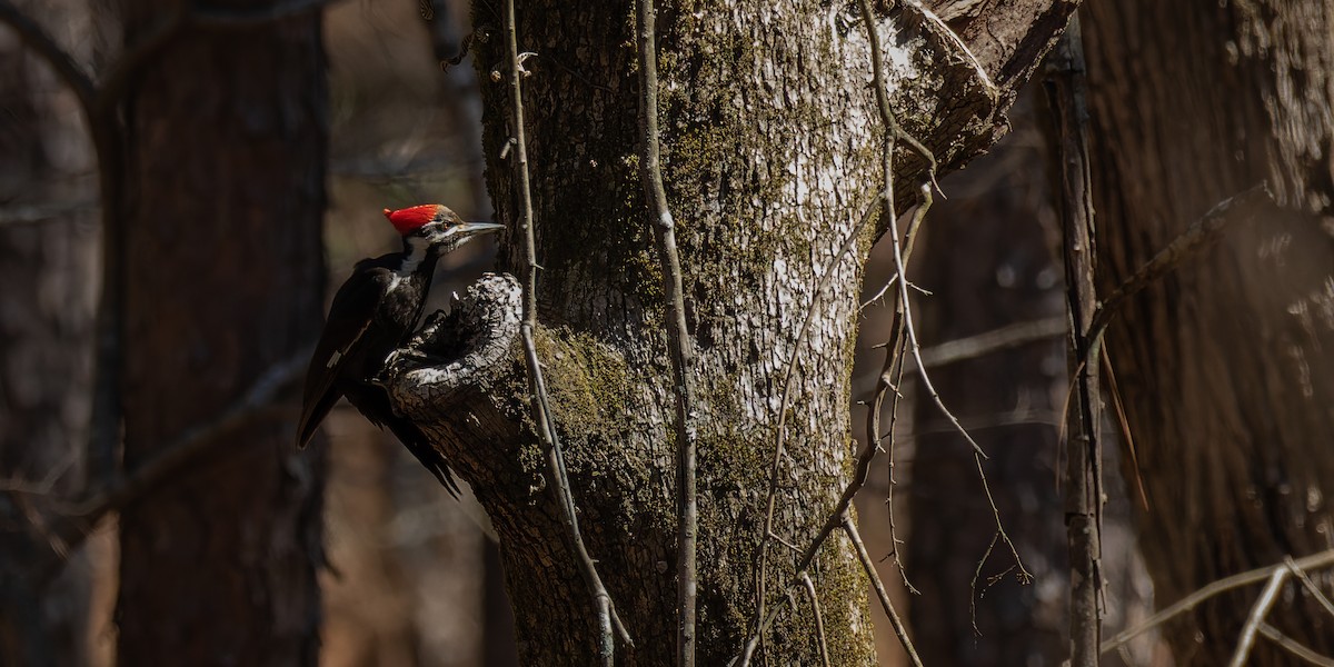 Pileated Woodpecker - ML468119101