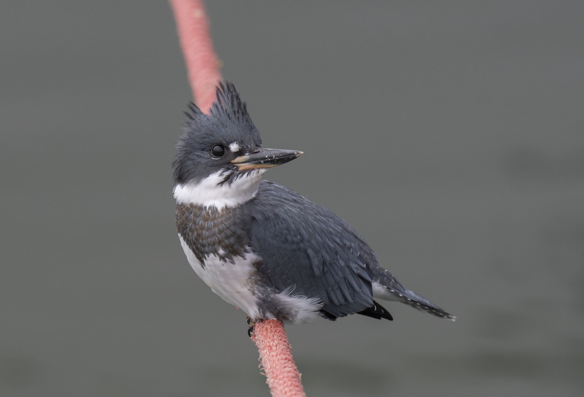 Belted Kingfisher - Ronnie d'Entremont