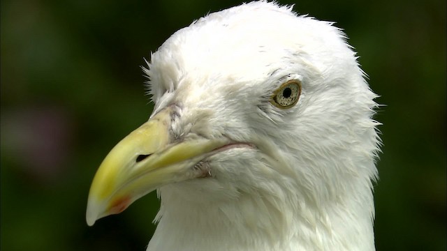 Herring Gull (American) - ML468123