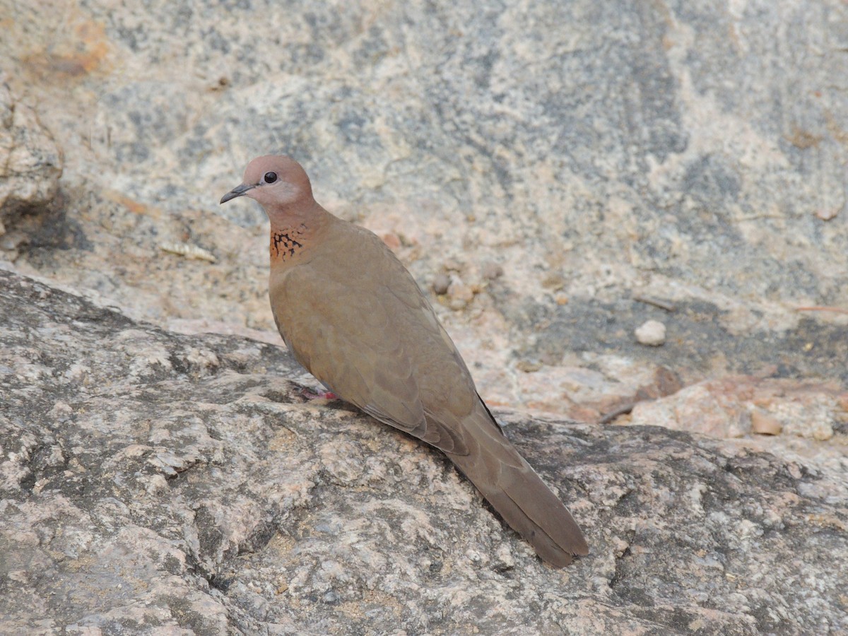 Laughing Dove - Anish Mohan Thampi