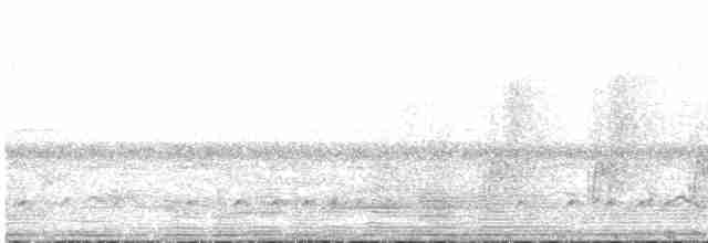 Black-and-white-casqued Hornbill - ML468127311