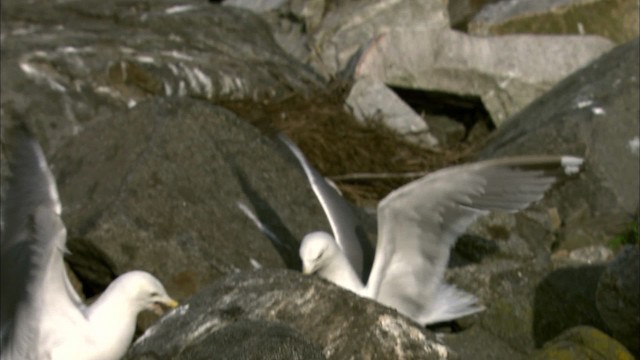 Herring Gull (American) - ML468133