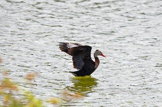 Black-bellied Whistling-Duck, ML468133001