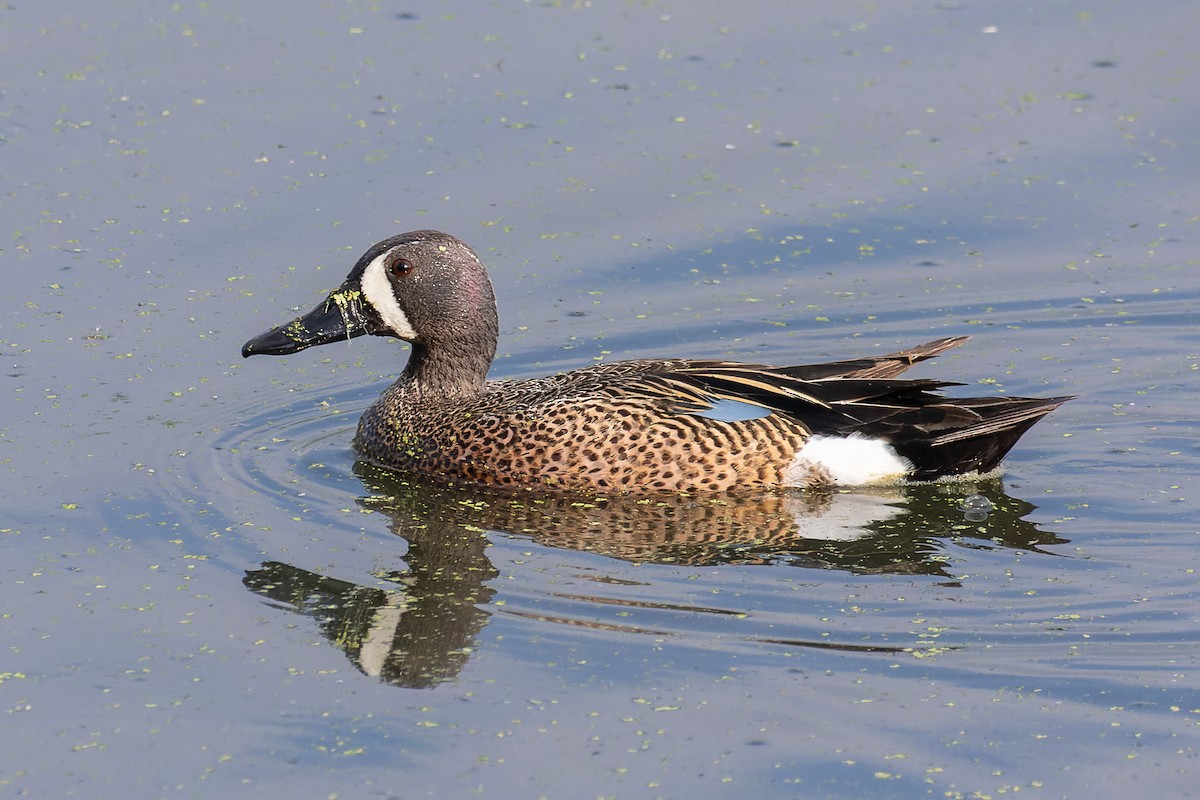 Blue-winged Teal - ML468137771