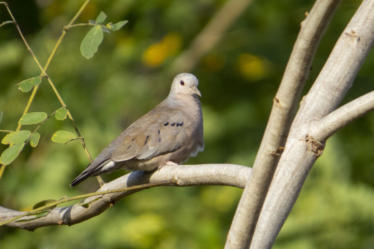 Plain-breasted Ground Dove - ML468149091