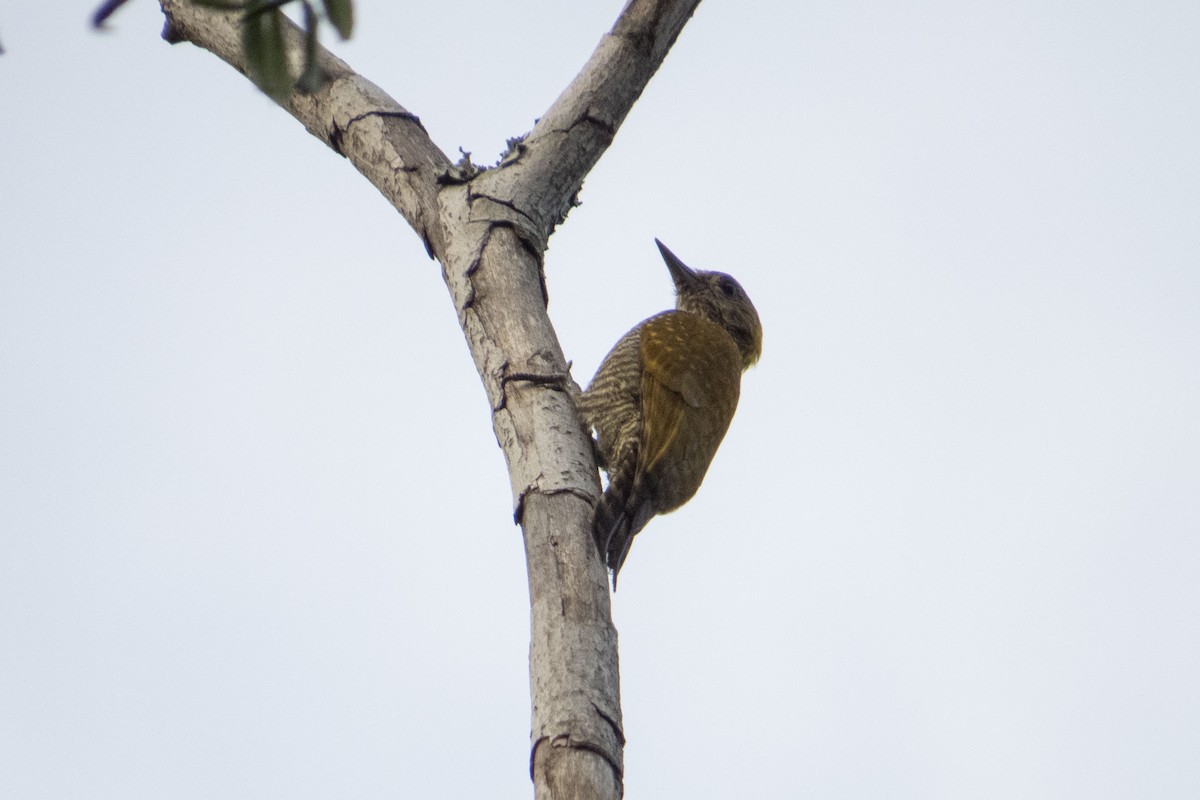 Yellow-eared Woodpecker - Gustavo Quintanilha