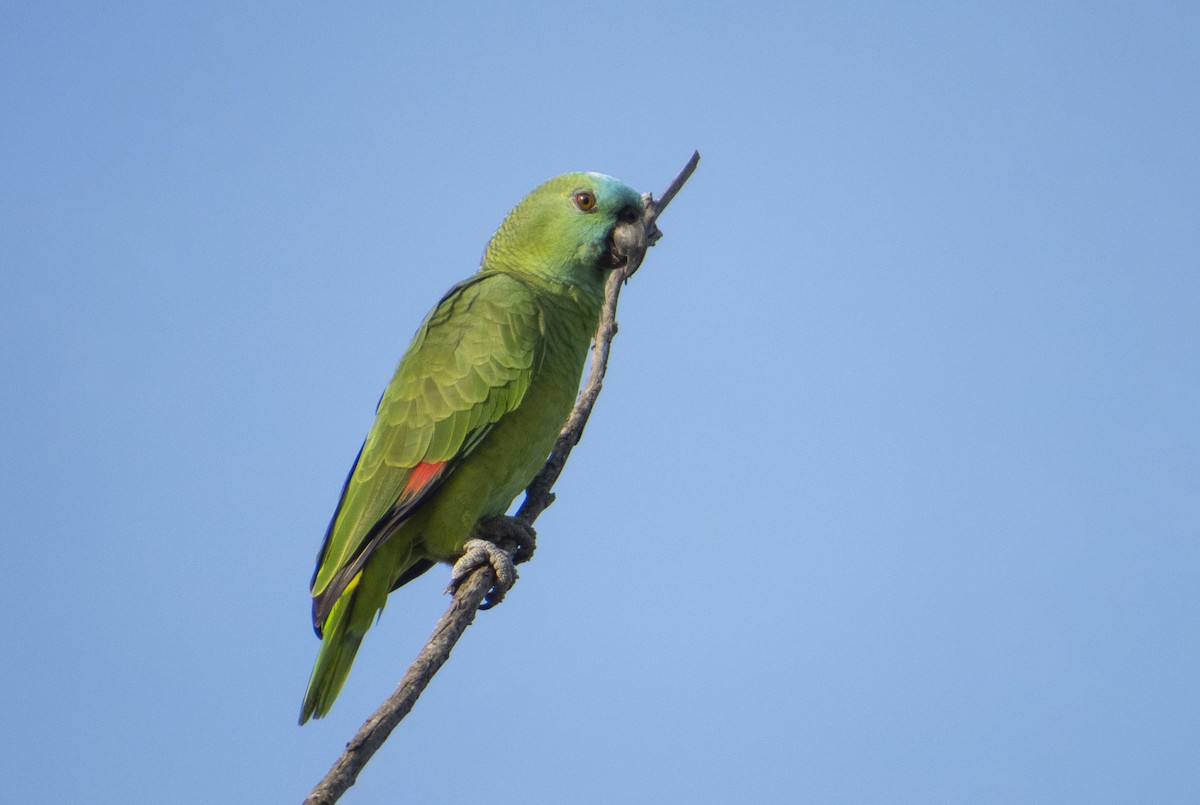 Turquoise-fronted Parrot - Gustavo Quintanilha