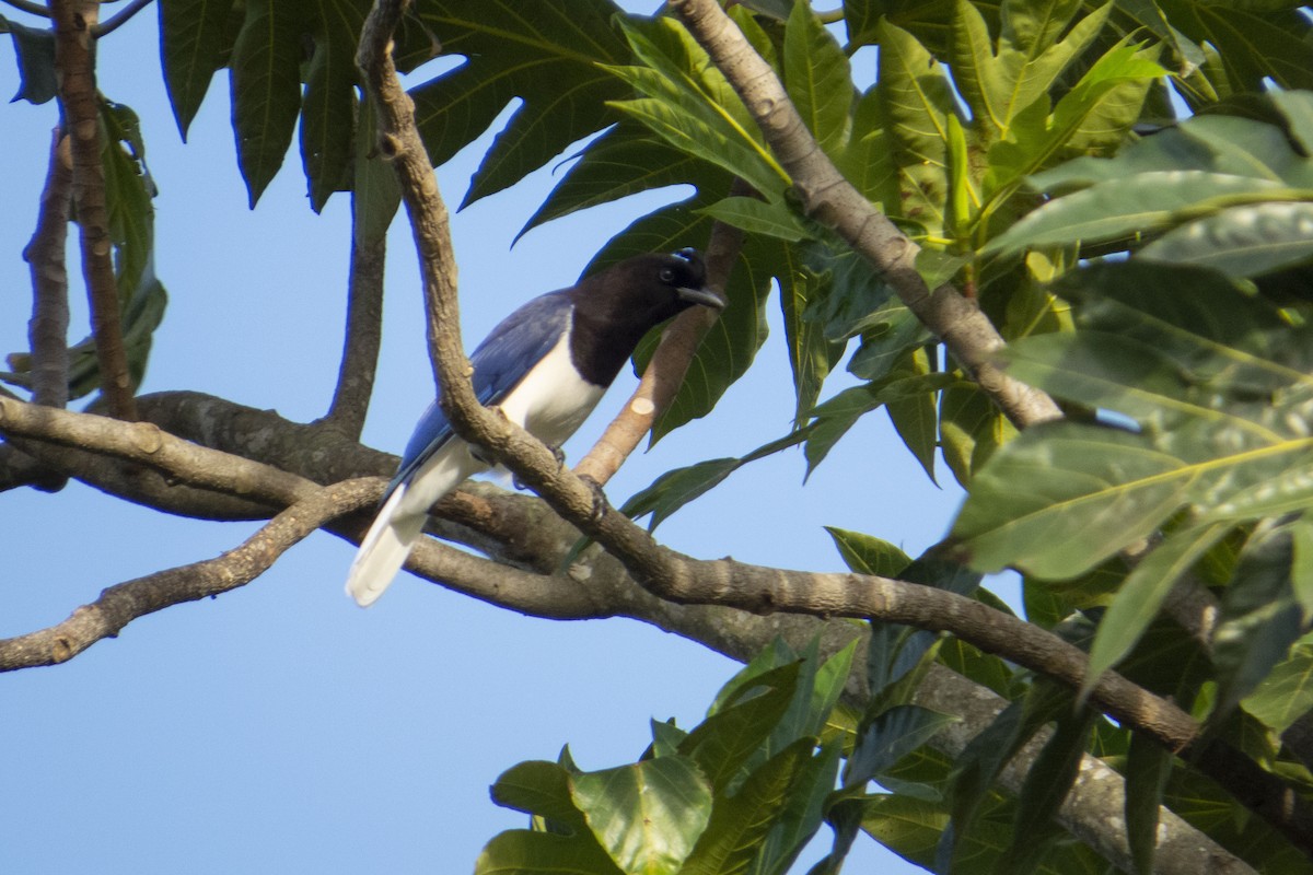 Curl-crested Jay - Gustavo Quintanilha